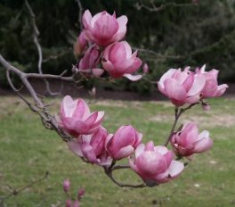 Mor çiçekli Magnolia x soulangeana