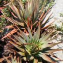 Aloe succotrina