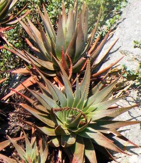 Aloe succotrina