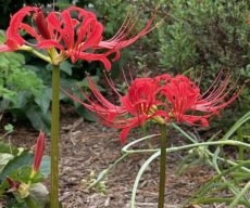 Kırmızı örümcek zambak Kırmızı örümcek zambağının çiçekleri