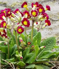 Primula × polyantha tipi çuha çiçeği Primula × polyantha çuhaları tek ve sağlam bir sap ucunda çok sayıda çiçekler açar.