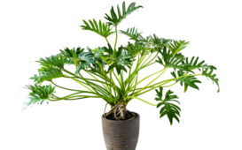 Philodendron xanadu yaprakları taraklı, hoş bir salon bitkisidir