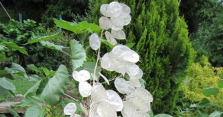 Sedef çiçeği (Lunaria annua bitki türü) sedef görünümlü kurumuş tohum kapsülleri
