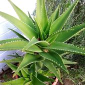 Testere çiçeği (Aloe x delaetii) sukulent bitki