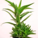 Aloe x delaetii (testere çiçeği)