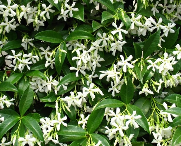 Yıldız çiçekli yasemin, Trachelospermum jasminoides