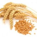 Buğday bitkisi, özellikleri ve kullanımı hakkında bilgiler