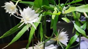 Birgecelik gelin kaktüsü, Epiphyllum oxypetalum bitki türü