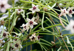 Hoya retusa çiçekleri ve firkete benzeri yaprakları
