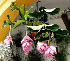 Medinilla magnifica Medinilla magnifica yaprakları ve çiçekleri, askılı saksıda