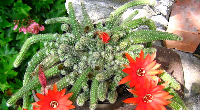 Echinopsis chamaecereus kaktüs türü, ince dallı kırmızı çiçekli bir kaktüstür.
