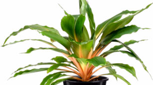 Chlorophytum amaniense bitki türünün 'Fire Flash' adlı kültivarı, turuncu kurdele çiçeği