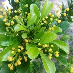 Aglaia odorata, Çin parfümü çiçeği hakkında yetiştirme ve bakım bilgileri