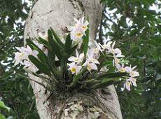 Doğada ağaçlar üzerinde yaşayan orkidelerden bir Cattleya orkidesi