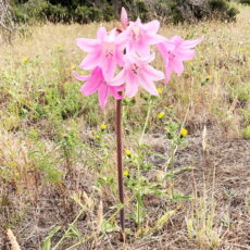 Amaryllis belladonna bitki türünün çiçekleri