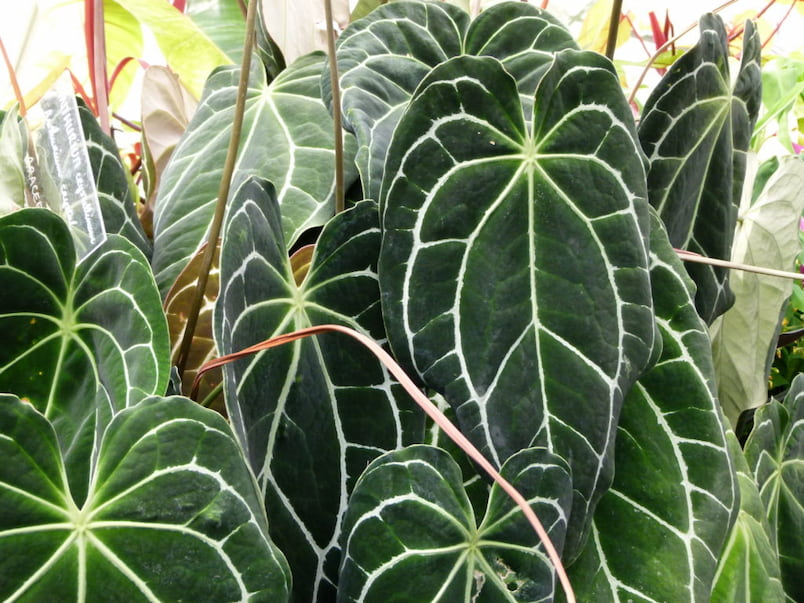 Anthurium crystallinum büyük ve desenli yapraklı tropikal bitki