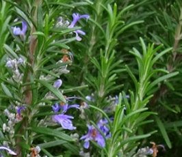Biberiye bitkisinin özellikleri, yetiştirilmesi, bakımı ve çoğaltılması hakkında bilgiler