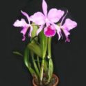 Cattleya orkidelerinden bir örnek