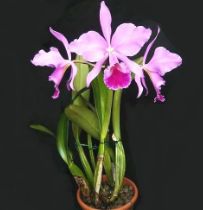 Cattleya orkide