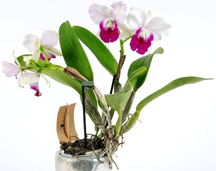Cattleya cinsi orkideler