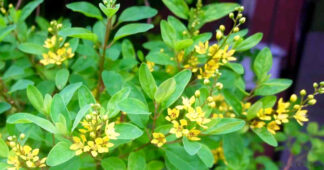 Aglaia odorata güzel kokulu bitki, Çin parfümü çiçeği