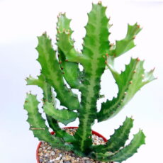 Euphorbia lactea Çok dallı bir Euphorbia lactea