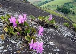 Doğal yaşam alamlarında kayalıklarda yaşayan Cattleya'lar