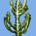 Euphorbia lactea türünün özellikleri, çeşitleri, yetiştirilmesi ve bakımı bilgileri