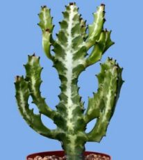 Euphorbia lactea türünün özellikleri, çeşitleri, yetiştirilmesi ve bakımı bilgileri
