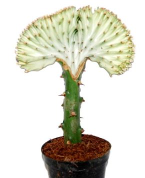 Euphorbia lactea forma cristata variegata özellikleri ve bakımı