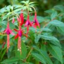 Fuchsia magellanica, ağaçlaşan küpeli çiçeği hakkında: özellikleri, yetiştirilmesi, bakımı