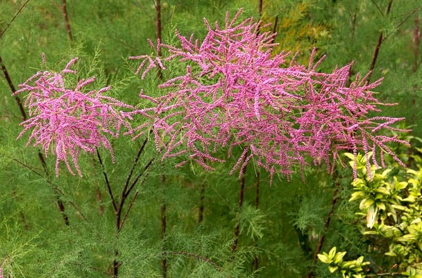 Ilgın bitkisi (Tamarix türleri)