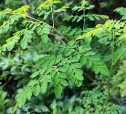 Moringa oleifera bitki türünün özellikleri ve yetiştirilmesi hakkında bilgiler