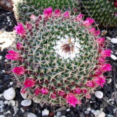 Mammillaria mystax kaktüsünün çiçekleri