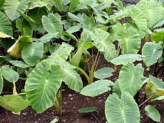 Gölevez tarlası, Colocasia esculenta bitkisi görünümü