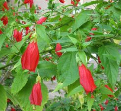 Malvaviscus arboreus, Türk fesi çiçeğinin yetiştirilmesi ve bakımı hakkında