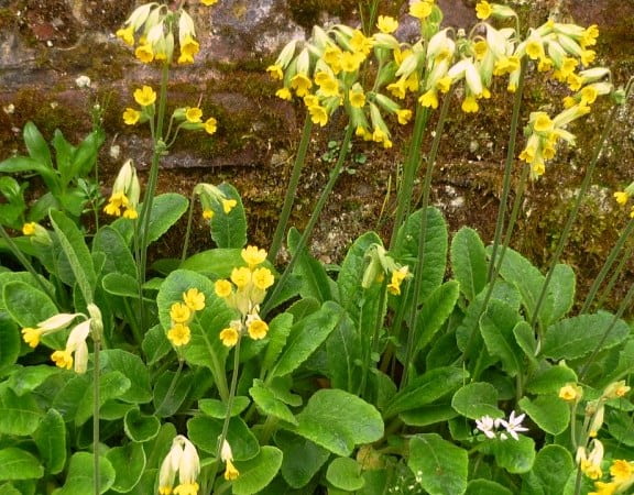 Primula veris, yabani çuha çiçeği bitki türü