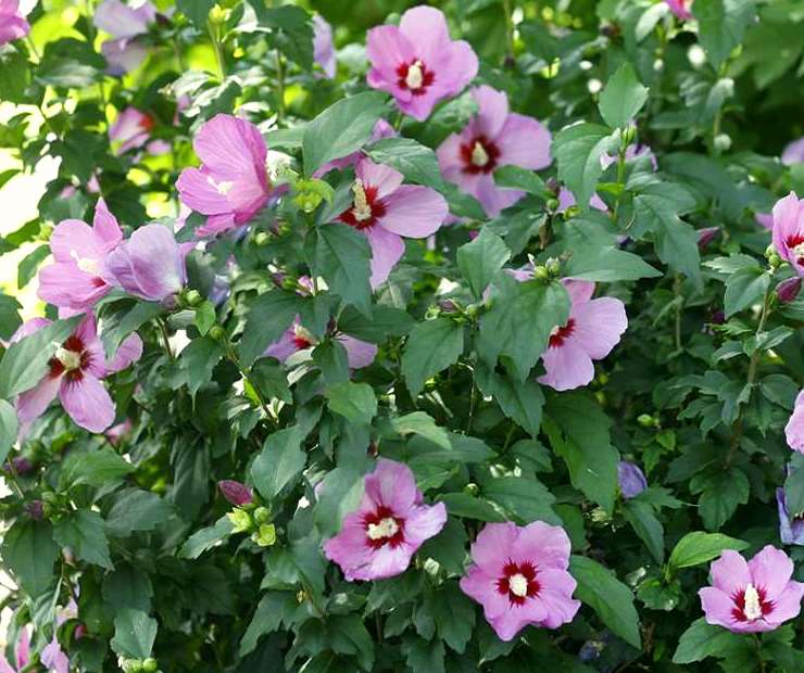 Hibiscus syriacus türü bahçe bitkisi, Ağaç hatmi