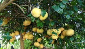 Pomelo ağacı (Citrus maxima) Narenciyelerdendir. Fotoğrafta meyvelerini ve yapraklarını görüyorsunuz.
