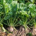şeker pancarı yetiştiriciliği, şeker pancarı bitkisi hakkında bilgiler