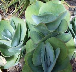 Kalanchoe luciae sukulent bitkisinin yetiştirilmesi, bakımı ve özellikleri hakkında bilgi
