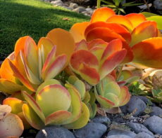 Kalanchoe luciae kış aylarında yaprakları renkli olur