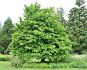 sığla ağacının özellikleri, yetiştirilmesi, bakımı, çoğaltılması