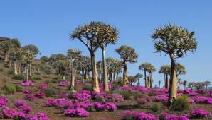 Doğada Aloidendron dichotomum ağaçları