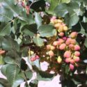 Antep fıstığı ağacı hakkında yetiştirme, üretim ve bakım bilgileri