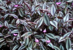 Tradescantia zebrina bitki türü, damat pijaması çiçeği