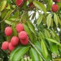 Liçi meyvesi, liçi yetiştiriciliği, liçi ağacı hakkında bilgiler