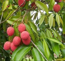 Liçi meyvesi, liçi yetiştiriciliği, liçi ağacı hakkında bilgiler