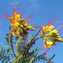 Paşa bıyığı, Erythrostemon gilliesii yaprakları ve çiçekleri