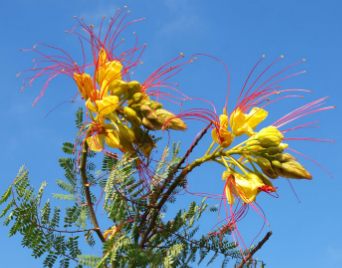 Paşa bıyığı, Erythrostemon gilliesii yaprakları ve çiçekleri